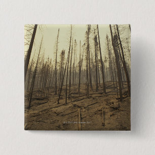 Trees after forest fire 2 inch square button