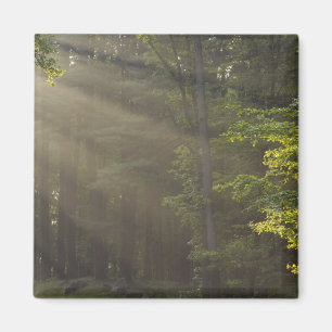 Trees alongside 7 Lakes Drive, Harriman, NY Magnet