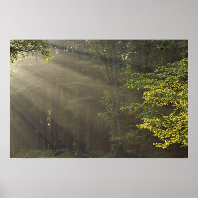 Trees alongside 7 Lakes Drive, Harriman, NY Poster (Front)
