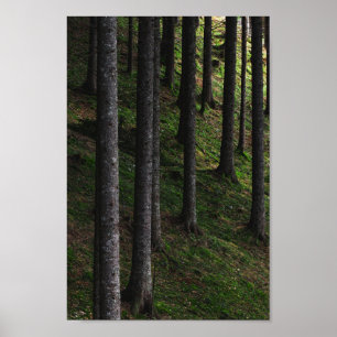 Trees and green moss poster