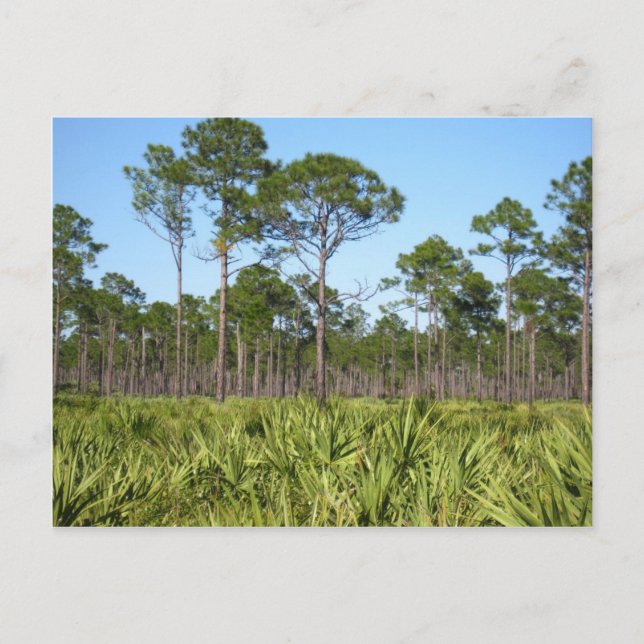 Trees and Saw Palmettos Postcard (Front)