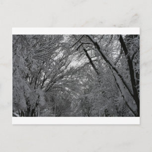 "trees and snow" by Coressel Productions Postcard