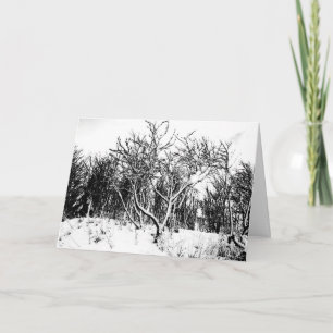 Trees and Snow Scene, Black and White Holiday Card