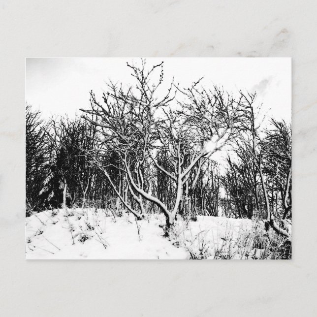 Trees and Snow Scene, Black and White Postcard (Front)
