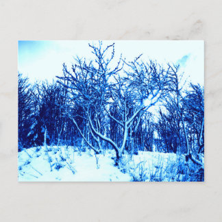 Trees and Snow Scene, Cobalt Blue Postcard