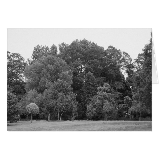 Trees at Bute Park, Cardiff - BW (Front Horizontal)
