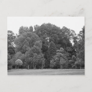 Trees at Bute Park, Cardiff - BW Postcard