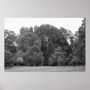 Trees at Bute Park, Cardiff - BW Poster