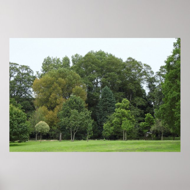 Trees at Bute Park, Cardiff Poster (Front)
