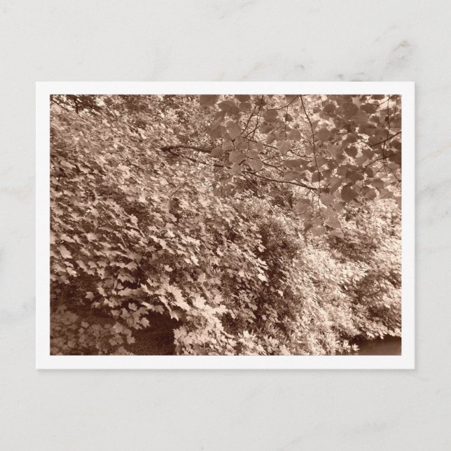 Trees by the Canal Postcard (Front)