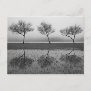 Trees by the lake postcard