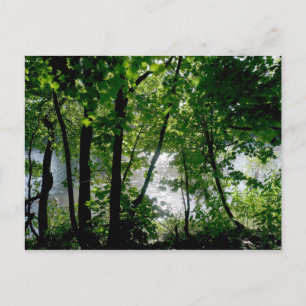 Trees by the River Postcard