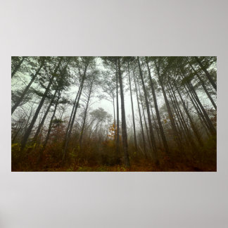 Trees & Fog,  Poster