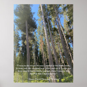 Trees Forest Woods Thoreau Inspirational Poster