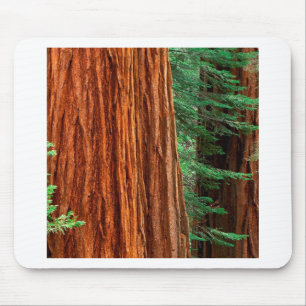 Trees Giant Sequoia Mariposa Grove Yosemite Mouse Pad