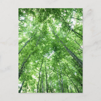 Trees in a forest from the bottom view postcard