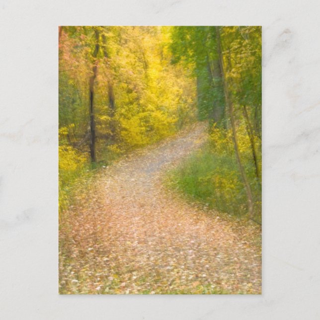 Trees in Autumn Colors and Leaf-Covered Pathway Postcard (Front)