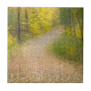Trees in Autumn Colours and Leaf-Covered Pathway Tile