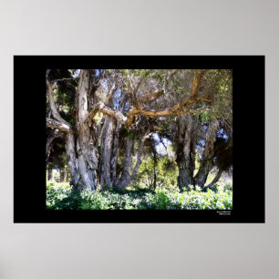 Trees in Balboa Park Poster