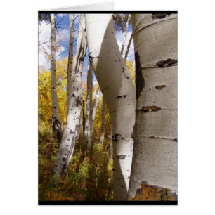 trees in jackson hole