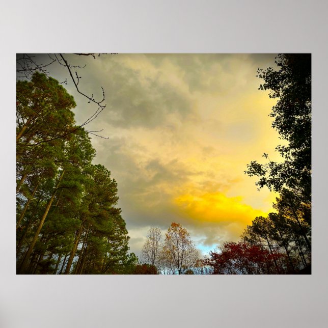 Trees in November,  Poster (Front)