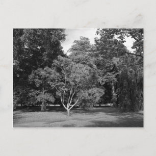 Trees in Summer BW Postcard