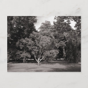 Trees in Summer - Warm Toned BW Postcard