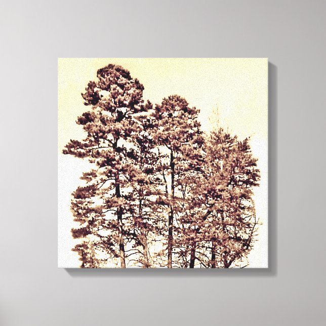 Trees In Sunlight Canvas Print (Front)