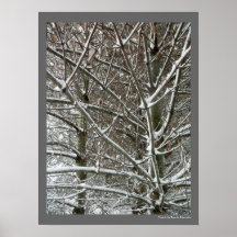 Trees in the Snow Winter Photo