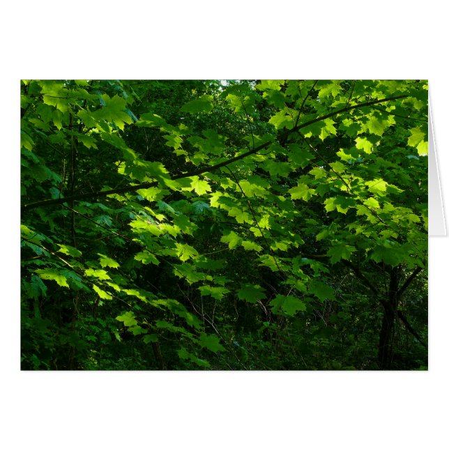 Trees in the Spring. Bute Park, Cardiff. Wales (Front Horizontal)