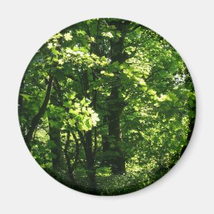 Trees in the Spring. Bute Park, Cardiff. Wales Magnet