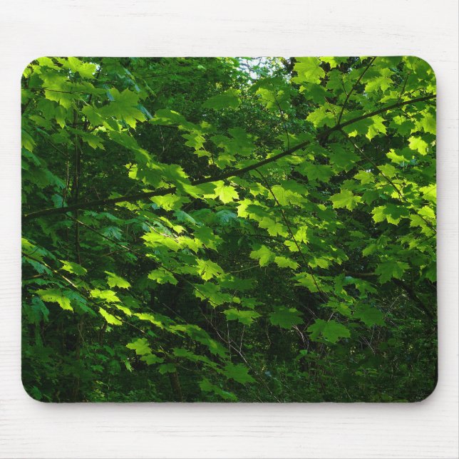 Trees in the Spring. Bute Park, Cardiff. Wales Mouse Pad (Front)