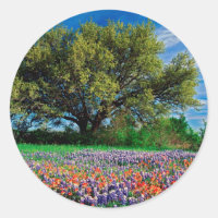 Trees Live Oak Among Texas Bluebonnets