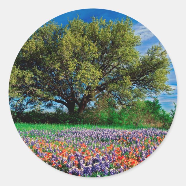 Trees Live Oak Among Texas Bluebonnets Classic Round Sticker (Front)