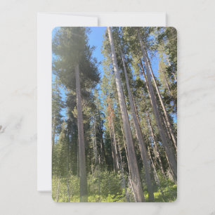 Trees Nature Landscape Forest CA State Park Invitation