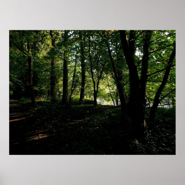 Trees near the River Poster (Front)