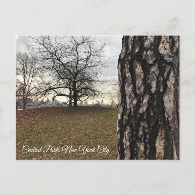Trees New York NYC Sunrise Central Park Skyline Postcard (Front)