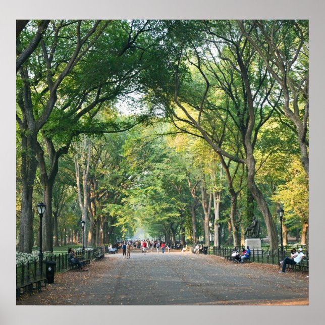 Trees on the Mall Poster (Front)