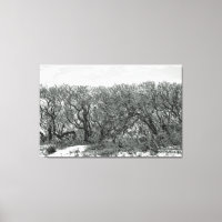Trees On The Windy Dunes - Black and White