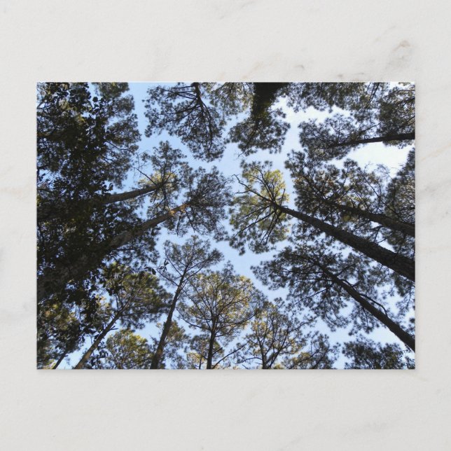 Trees perspective postcard (Front)