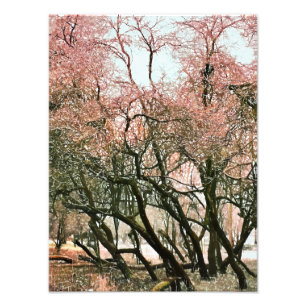 TREES PHOTO PRINT