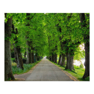 Trees photo print