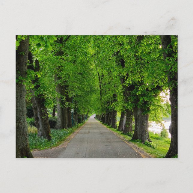 Trees  postcard (Front)