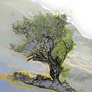 TREES POSTCARD