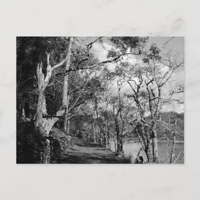 TREES POSTCARD (Front)