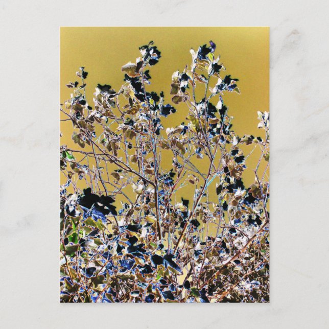 TREES POSTCARD (Front)