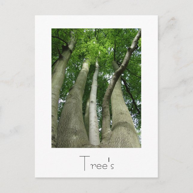Trees Postcard Design (Front)