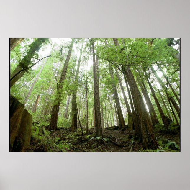 trees poster (Front)