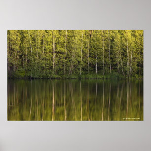 Trees Reflected In The Water Poster