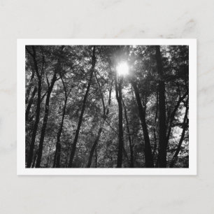 Trees & Sun (1) Postcard